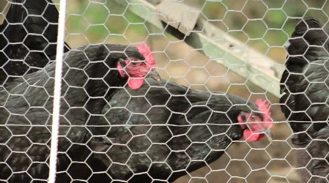 Hens In The Pin Stock Footage 56622496