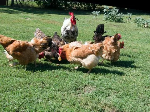 Hens in the poultry yard. Stock Photos