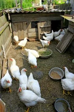 Hens in the poultry-yard Stock Photos