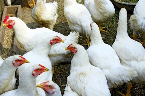 Hens in the poultry-yard Stock Photos