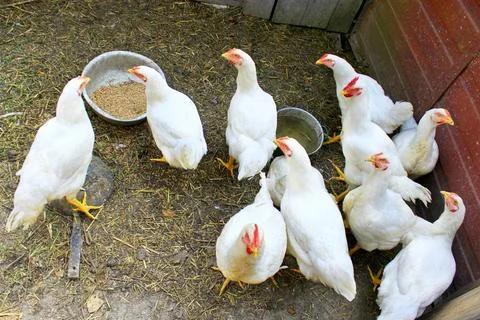 Hens in the poultry-yard white hens in the poultry-yard in the village Cop... Stock Photos