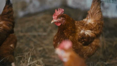Hens on a private farm Stock Footage 85831851