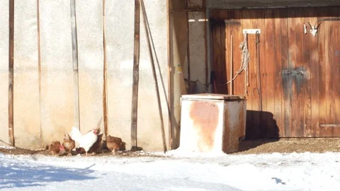 Hens that run in winter Stock-Footage 85624307