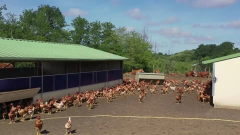Hens running outsode henhouse Stock Footage 130369892