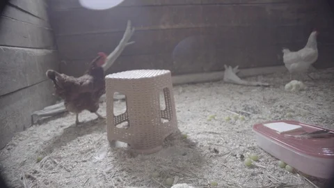 Hens in shade in sanctuary Stock-Footage 112662770