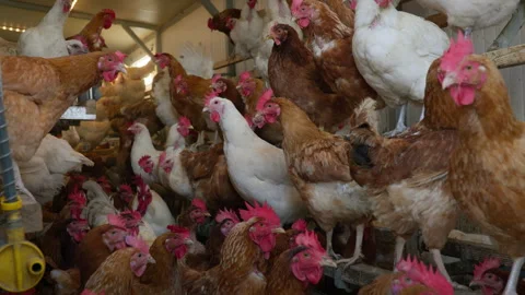 Hens in Stall Видео 302916178