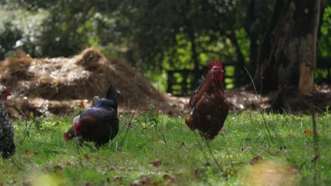 Hens in a state of semi-freedom Vídeo Stock 149465176