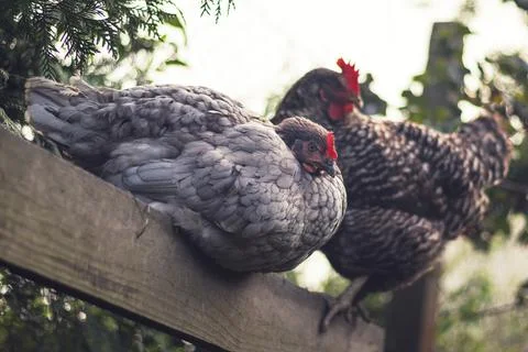 Hens - two perched hens - one gray and one speckled - outside in the garden Stock Photos