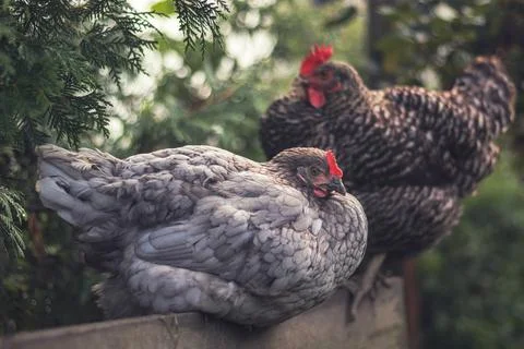 Hens - two perched hens - one gray and one speckled - outside in the garden Stock Photos