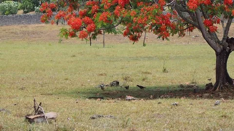 Hens under a tree. Stock Footage 111866001