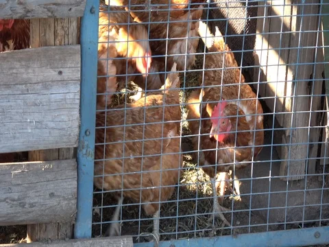 Hens in the village Stock Footage 76594288