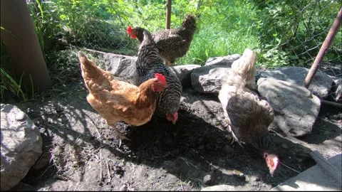 Hens in the village. Stock Footage 134726200