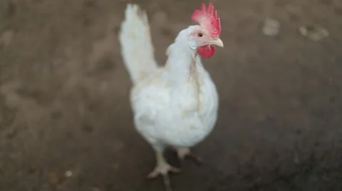 Hens walking around in a barn Stock Footage 57769228