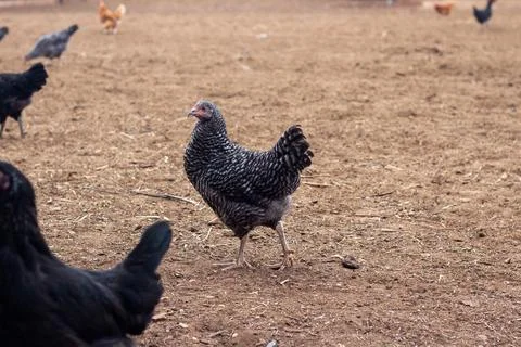 Hens walking around the yard Stock Photos