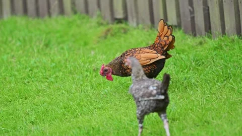 Hens walking on green grass in summer Stock Footage 279894024