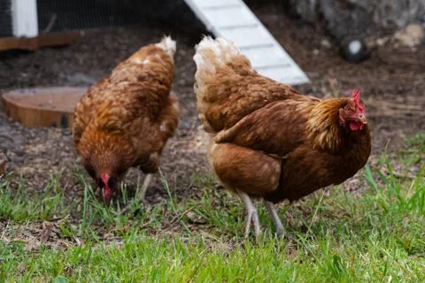 Hens walking outside on a farm in the grass Stock Photos