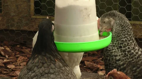 Hens white black brown speckled feeding in chicken coup home egg production Stock Footage 36275699