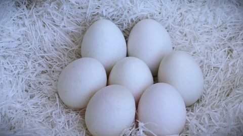 Hens white large eggs in a nest of artificial straw Stock Footage 76942361