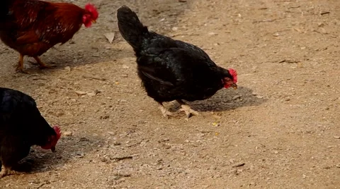 Hens on the yard of a house Stock Footage 48731670