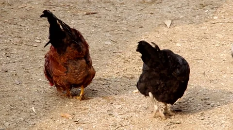 Hens on the yard of a house Stock Footage 48731797