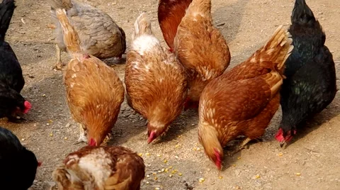 Hens on the yard of a house Stock Footage 48731845
