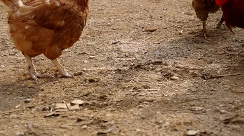 Hens on the yard of a house Stock Footage 48731923