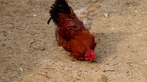Hens on the yard of a house Stock Footage 48731926