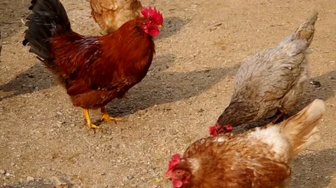 Hens on the yard of a house Stock Footage 48732021
