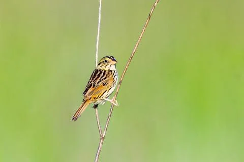 Henslows sparrow perched on some dead plants Stock Photos