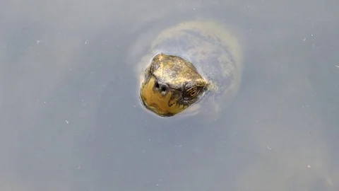 Heosemys annandalii Vídeos de archivo 72803754