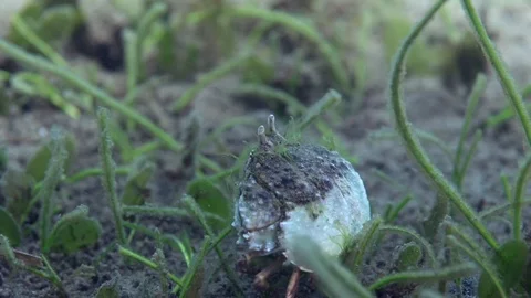 Hepatic box crab (Calappa hepatica) on the sand in Zulu sea Video stock 88959704