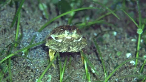 Hepatic box crab (Calappa hepatica) on the sand in Zulu sea Video stock 89208524