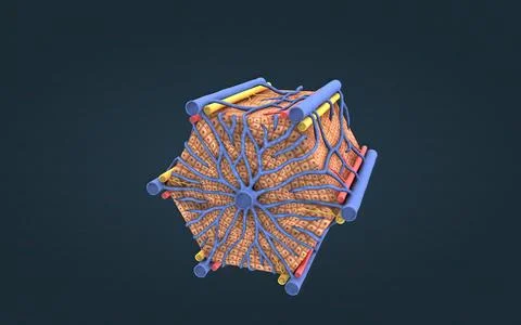The hepatic lobule is the anatomic unit of the liver. Stock Illustration