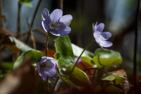 Hepatica. Anemone hepatica Stock Photos