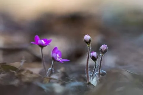Hepatica buds on the forest ground Stock Photos