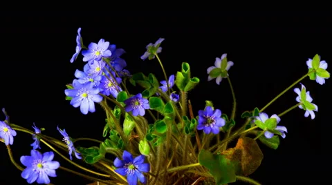 Hepatica flower blossoms,  time-lapse Stock Footage 62201669