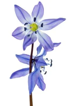 Hepatica flower Stock Photos