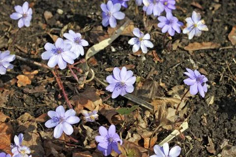 Hepatica flowers Stock Photos