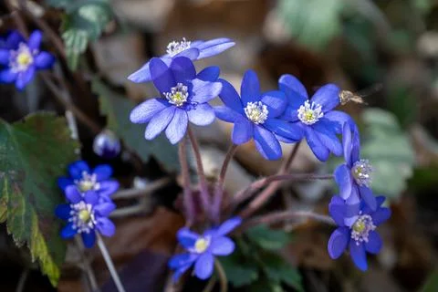 Hepatica: Jewels of the Forest Stock Photos