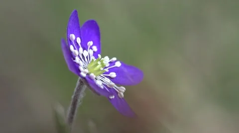 Hepatica nobilis    in 4k Stock Footage 49264771