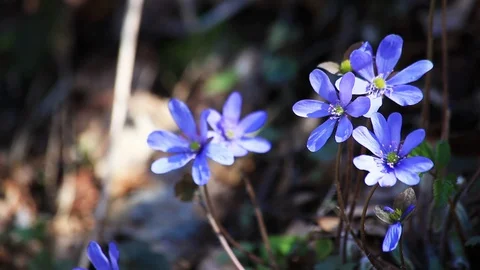 Hepatica nobilis flowers Stock Footage 129206257