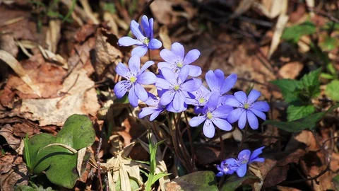 Hepatica nobilis flowers Stock-Footage 129206258