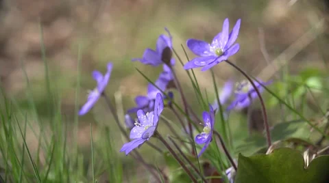 Hepatica nobilis  스톡 동영상 49259459