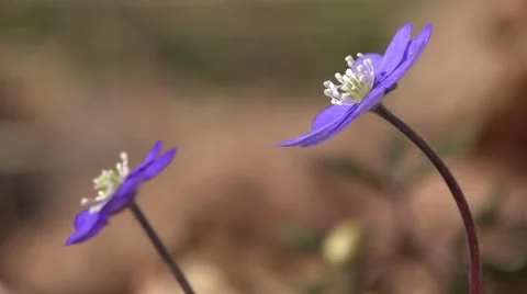 Hepatica nobilis  Stock Footage 49264800