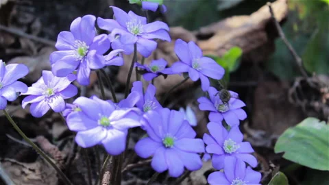 Hepatica nobilis Vídeos de archivo 88503215