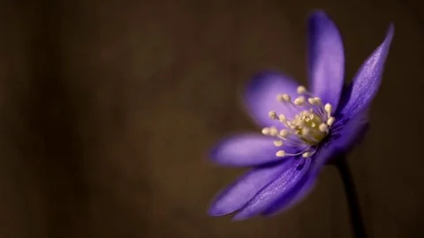 Hepatica nobilis head with dark background from sweden nature Stock Footage 74192999
