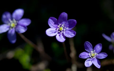 Hepatica nobilis Stock Photos