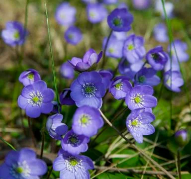 Hepatica nobilis Foto stock