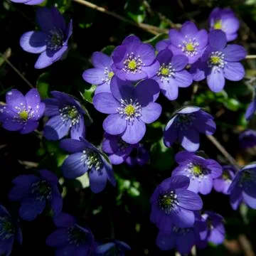 Hepatica nobilis Stock Photos