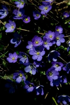 Hepatica nobilis Stock Photos